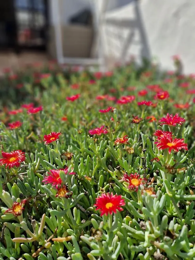 Apartmán Casa Vivi Fuerteventura Corralejo