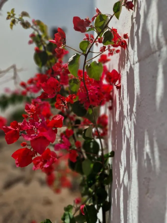 Casa Vivi Fuerteventura Apartment Corralejo